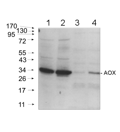 western blot using anti- plant AOX polyclonal antibody